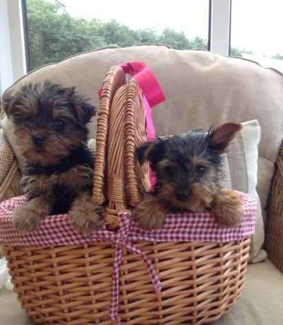 AKC registered Male &amp; Female Yorkie re-homing