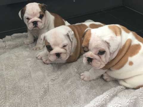 bulldog for sale