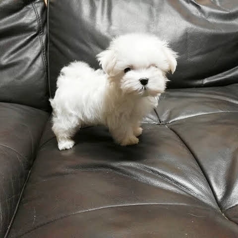 Maltese puppies for re homing