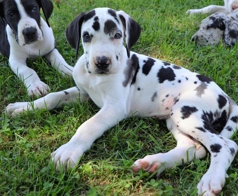 Cute healthy family raised Great Dane puppies