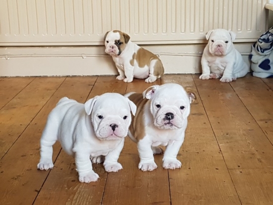 bulldog for sale