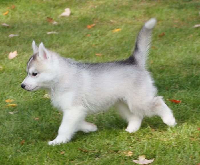 Out Standing Siberian Husky Puppies Available