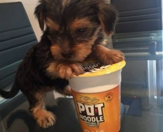 Two gorgeous Yorkie puppies for adoption