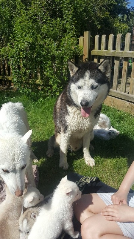 Siberian Husky Puppy for Sale