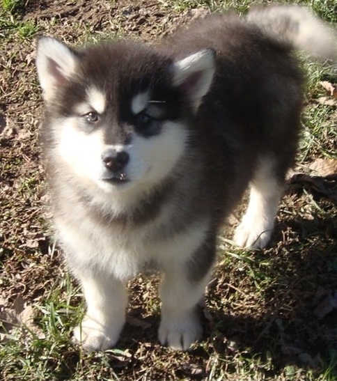 Alaskan Malamute Pups