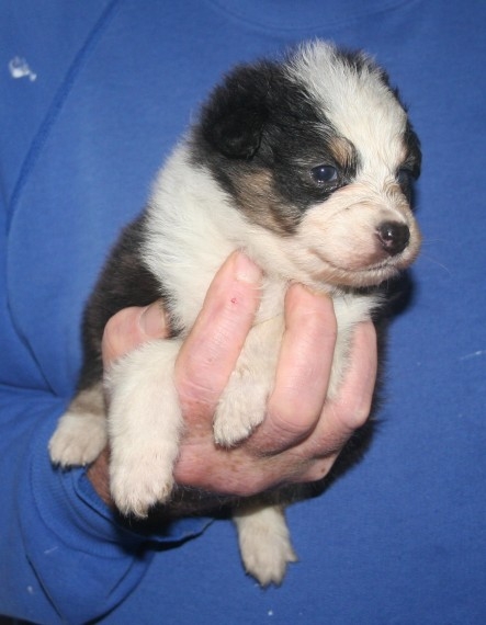 Australian Shepherd Boy Pups