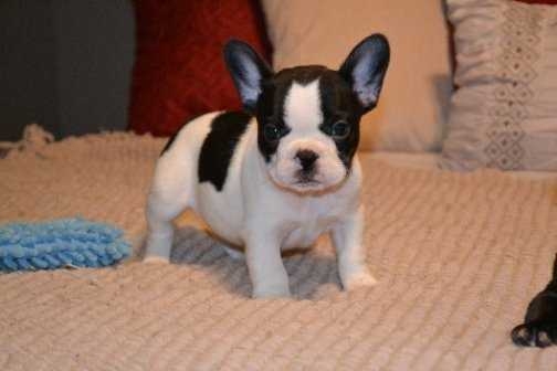 **Wonderful French  B.u.l.l.d.o.g Puppies for love