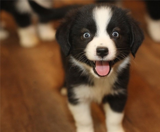 F1 Aussiedoodle puppies!