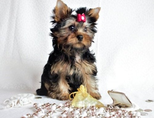 Yorkshire Terrier Puppies Available 