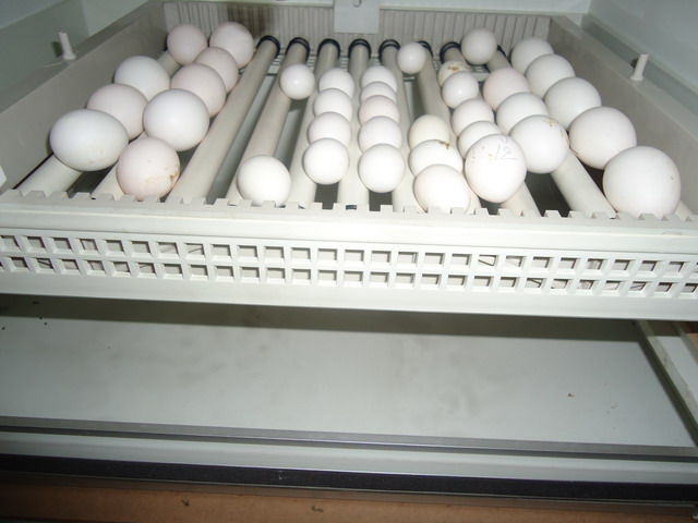 Quality Parrots and Fertile Parrot Eggs for Sale