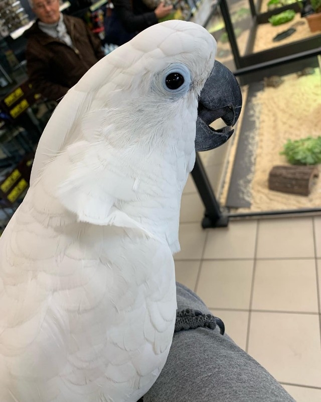 Hand tame African grey and cockatoo for re-homing