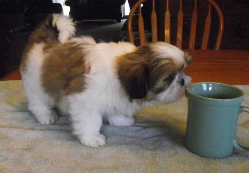  Cute Adorable shih tzu  Puppies For Adoption.