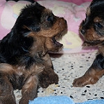 Top Quality Yorkshire Terrier Puppies Available !