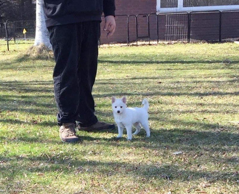 Super Adorable Pomsky Puppy Ready For Home Adoptio