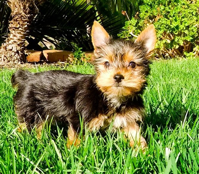 Pura raza Yorkie cachorros diminutos