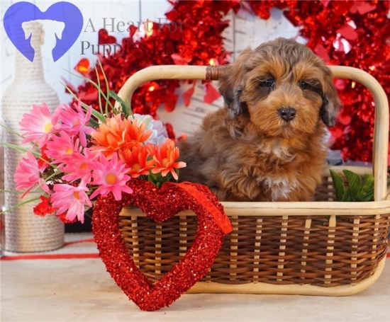 aussiedoodle-puppy-p