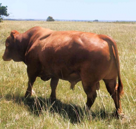 Holstein Heifer.jpg