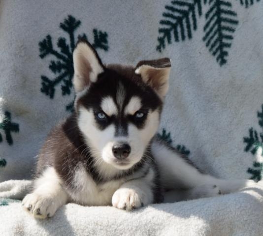 calm and lovely male and female huskies