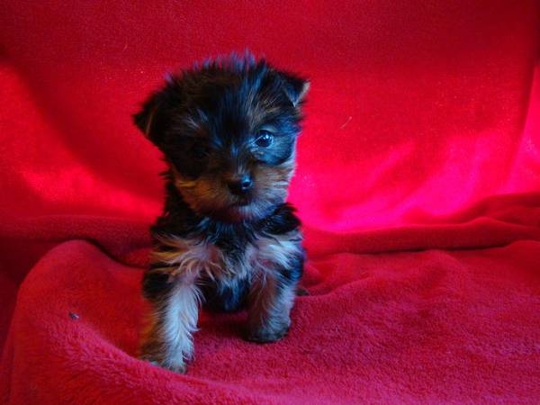  YORKIE PUPPIES AVAILABLE FOR ADOPTION