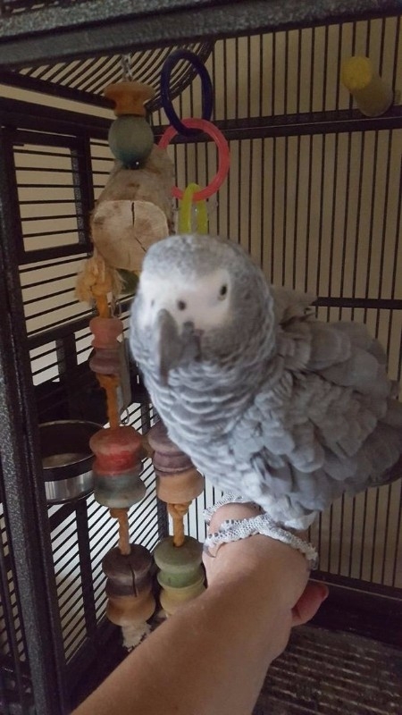 chucky and healthy african greys rea 469) 373-4384