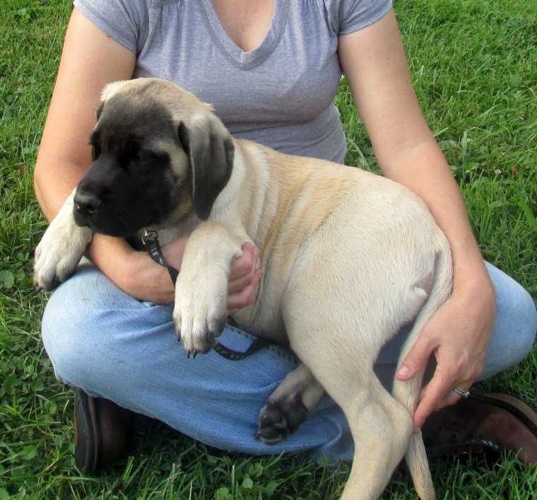  AKC registered male English Mastiff puppy