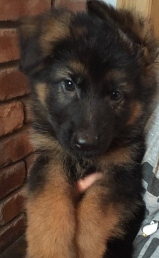 Gorgeous Chunky German Shepherd Puppies