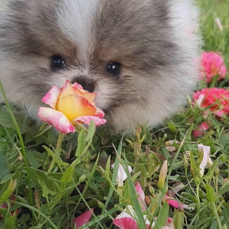 Pomeranian Spitz for sale