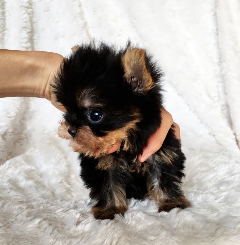 Sweet Teacup Y.orkie puppies available that needs 