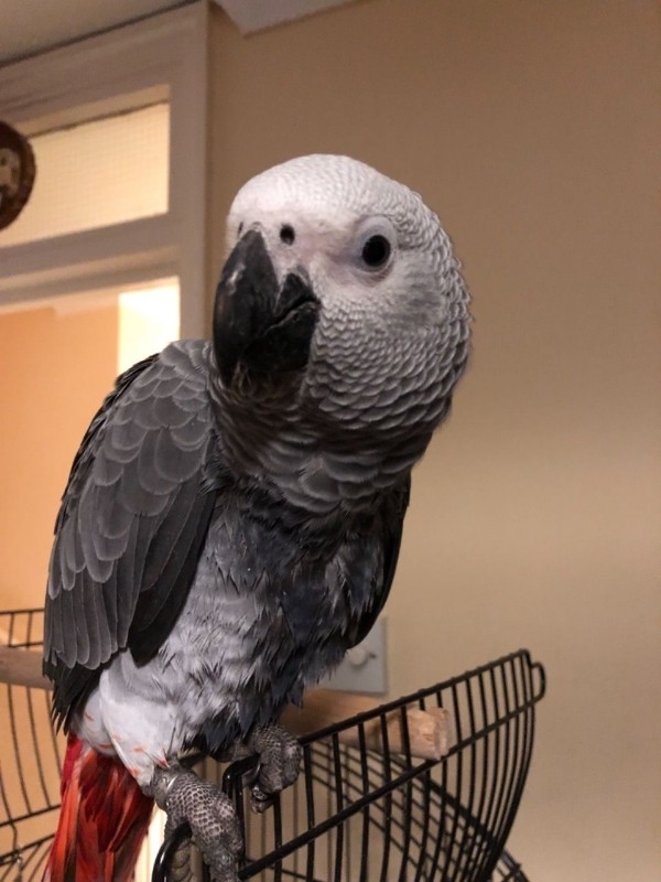 africa grey parrot