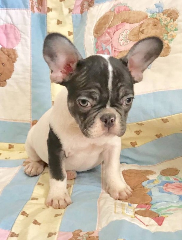 Kc Reg French Bulldog Boy Carries Blue For Sale