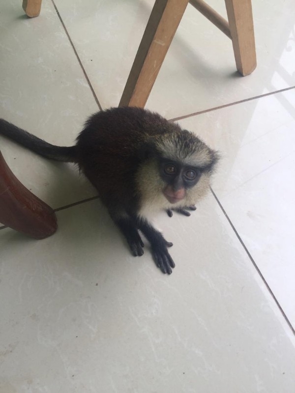 Sweet charming baby Vervet monkey for sale 