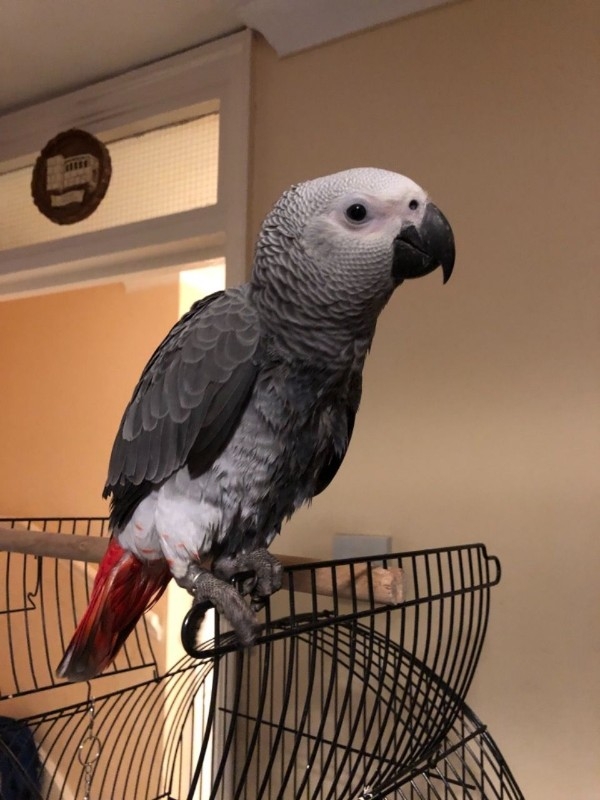 african-grey-parrot1