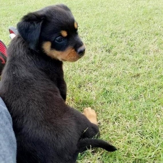 Sweet Bloodline M/F Rottweiler Pups Ready.