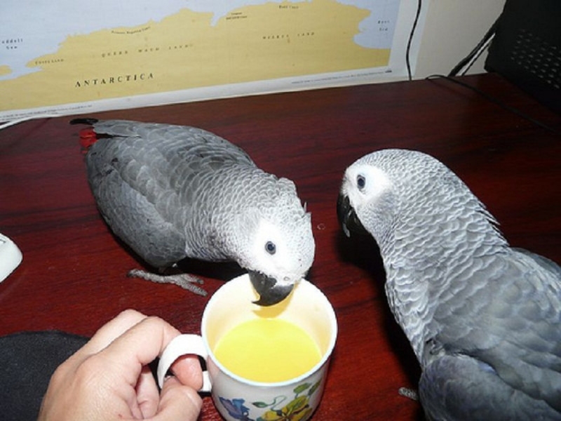 X mass African Grey parrots for sale
