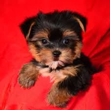 Cute Adorable Yorkie Puppies For Adoption.