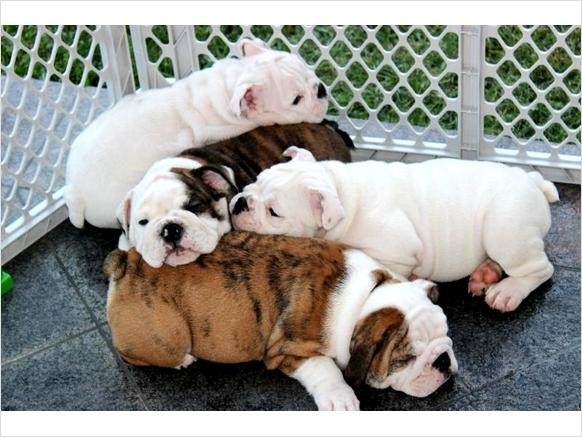 Healthy and beautiful English Bulldog puppies