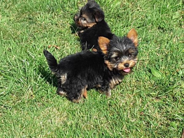 Teacup yorkshire terrier