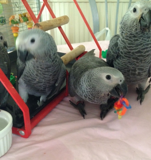 african-grey-babies-