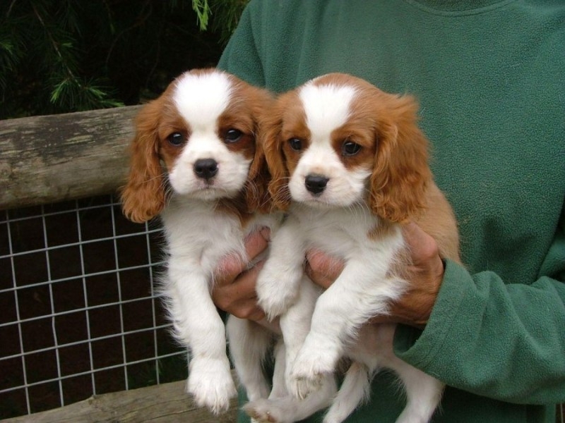 King charles cavalier, relatives of the cocker, ra