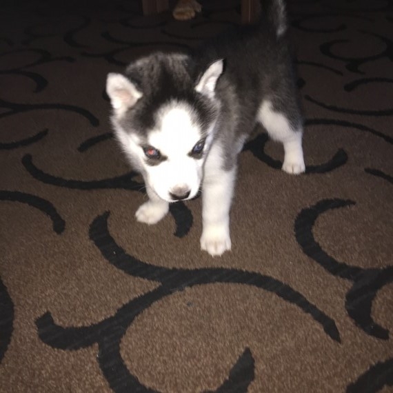  very healthy Siberian Husky puppies male and fema