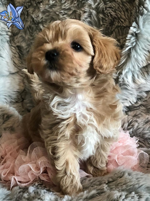 beautiful-maltipoo-x