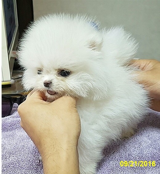 pomeranian-puppy-pic