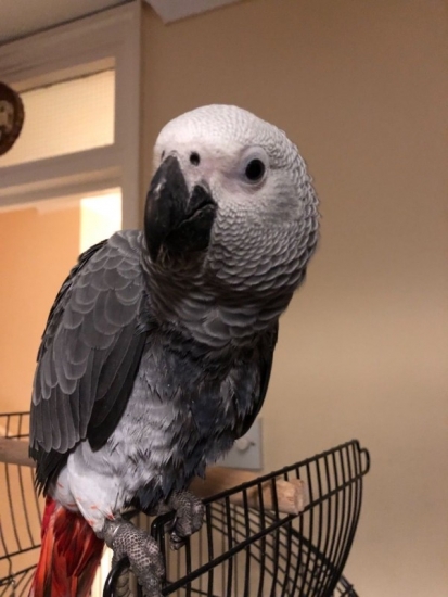 african-grey-parrot2