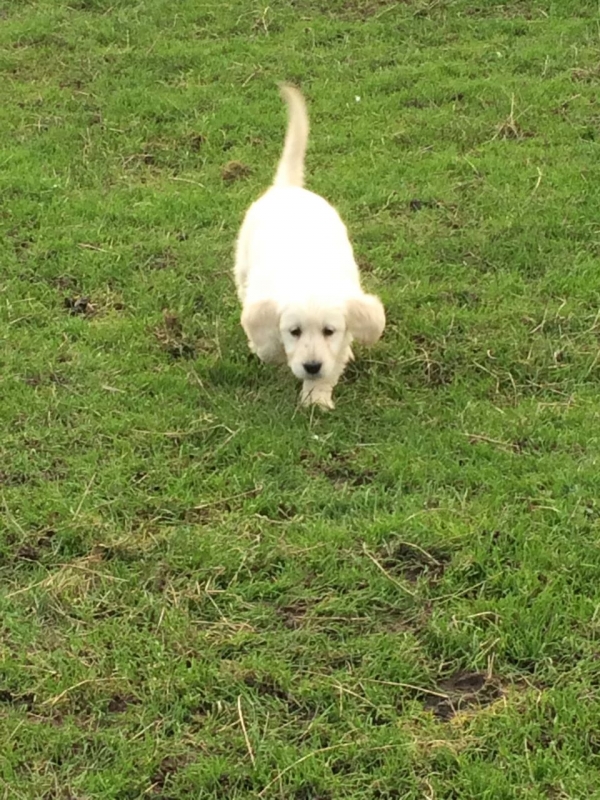 Cute akc golden retrievers 