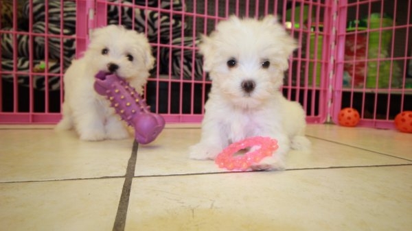 MALTESE puppies for rehoming