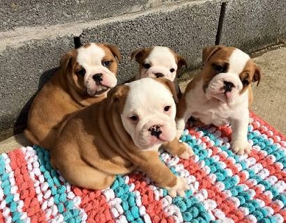 Quality English Bulldog Puppies