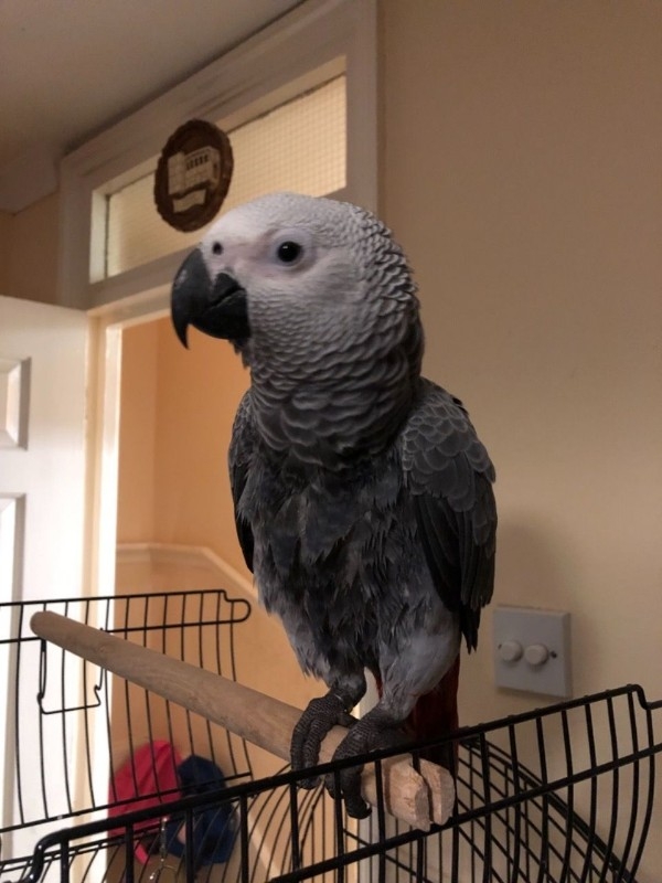 african-grey-parrot.