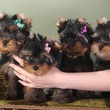 Lovely Male and Female Yorkies