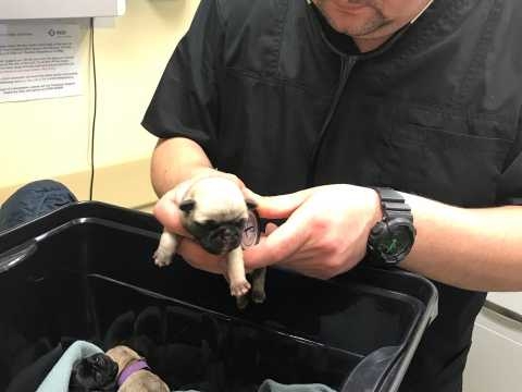 kc-reg-pug-baby-5ca3