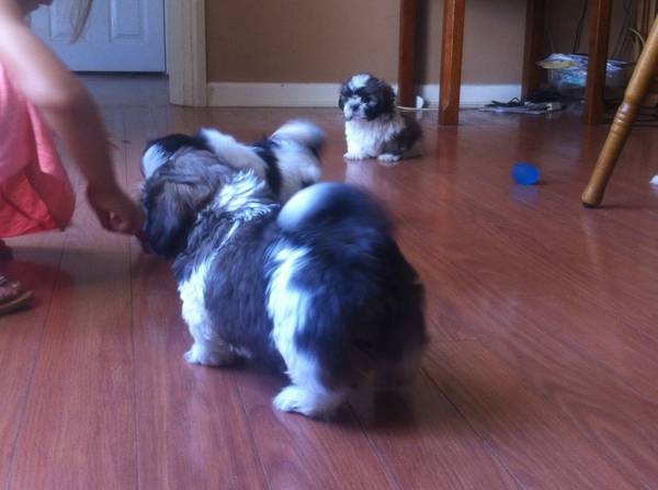 Cute Adorable shih tzu  Puppies For Adoption.